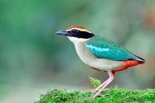 Cuadro acrílico de 50 x 30 cm: hermoso pájaro multicolor que se pone en cuclillas sobre suelo cubierto de musgo durante el viaje migratorio a Tailandia cuando se encuentra en el jardín de la ciudad